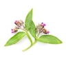 Consoude officinale