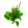 Plantain