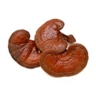 Reishi