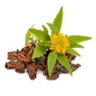 Rhodiola rosea