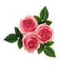 Rose musquée