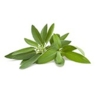 Sauge officinale