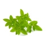 Verveine