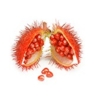 Urucum