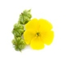 Tribulus