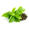 Thé vert