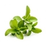 Stevia