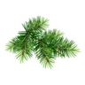 Sapin
