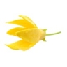 Ylang ylang