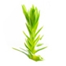 Séquoia