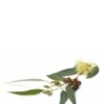 Eucalyptus citronné (citriodora)