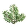 Sapin baumier