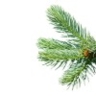 Sapin blanc argenté