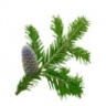 Sapin de Sibérie