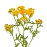 Tanaisie annuelle