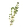 Thym bornéol