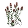 Thym à thymol