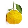 Yuzu