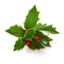 Holly (Houx) : 15