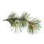 Pine (Pin Sylvestre) : 24