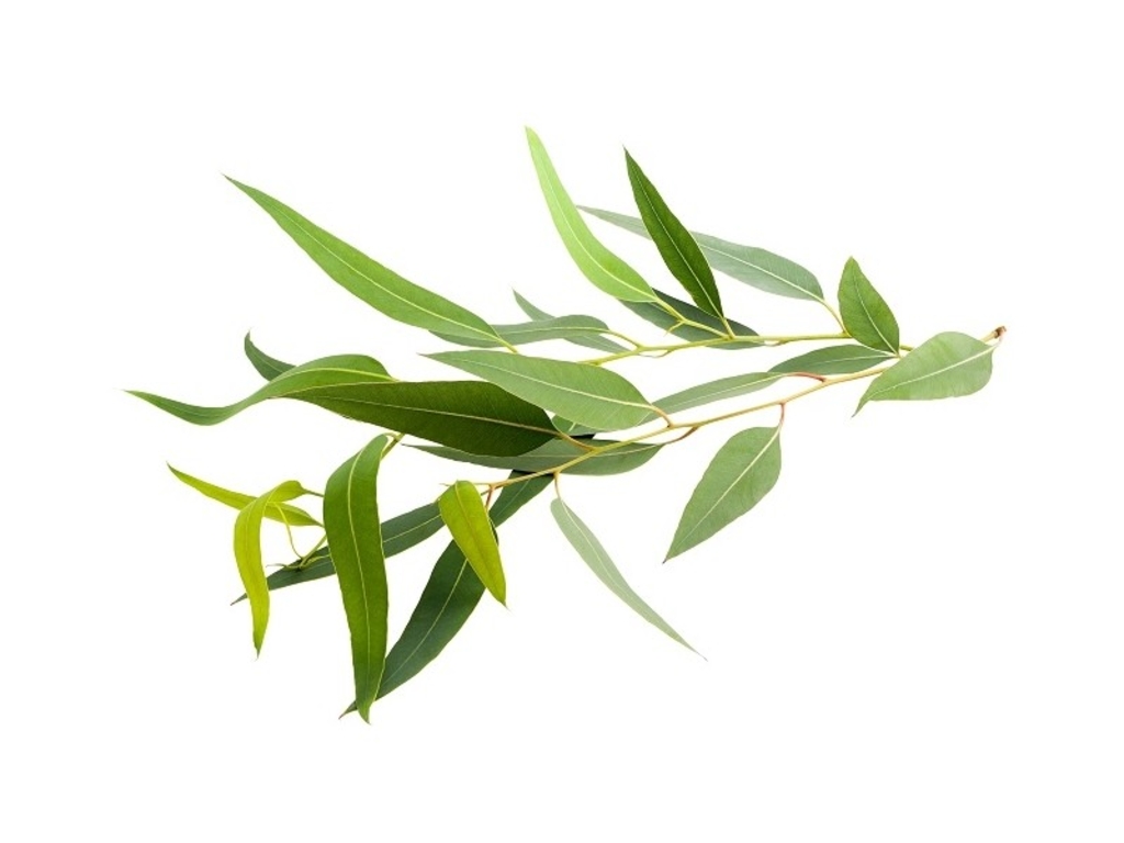 Huile essentielle Eucalyptus globuleux Bio
