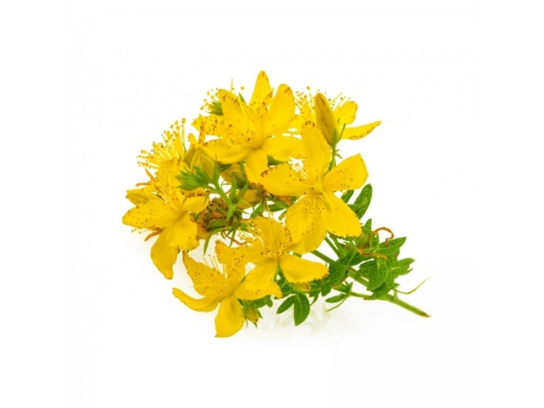 Millepertuis Bio