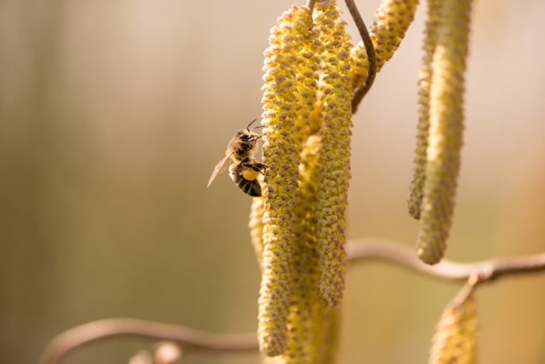 Miel et propolis biologique