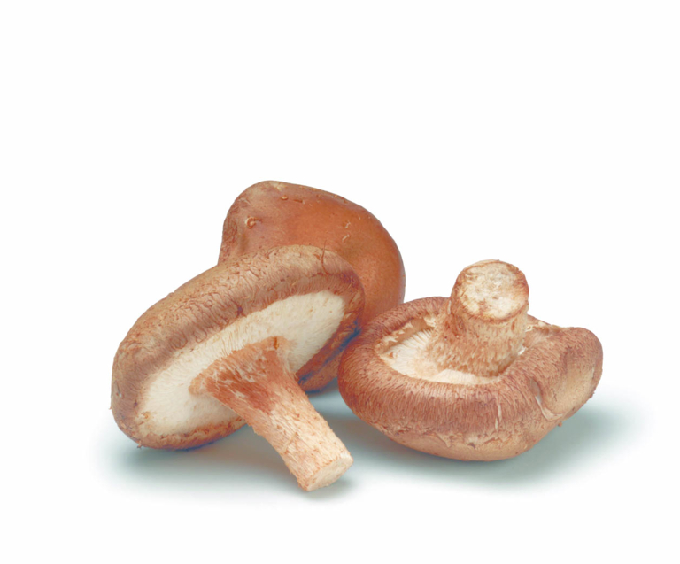 Vitamine B12 végétale de shiitake Bio