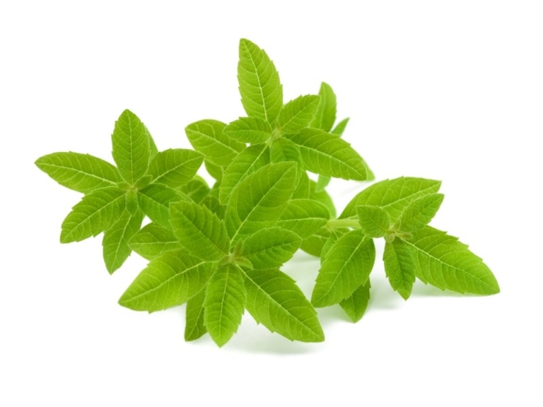 Infusion verveine Bio