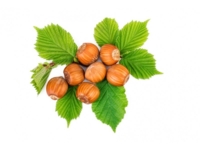 Noisetier Bourgeons Bio