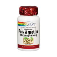 Pois à gratter Mucuna pruriens