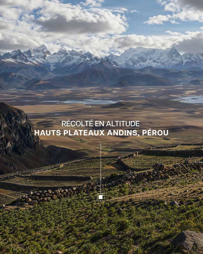 DES MATIÈRES PREMIÈRES CHOISIES À LA SOURCE
